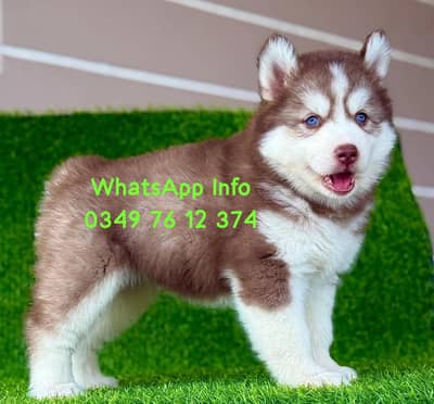 Siberian Husky puppy dog 2 month Age full active delivery all PAK