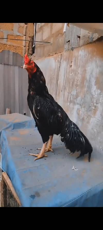 masha allah mushka lasani chicks
