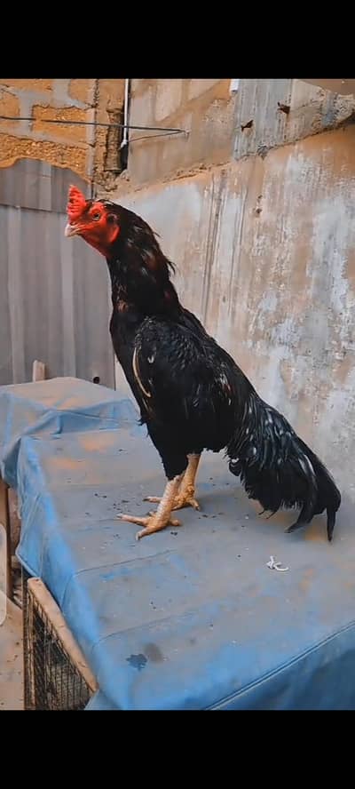 masha allah mushka lasani chicks