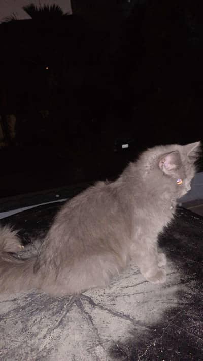 a grey vacinated  cat