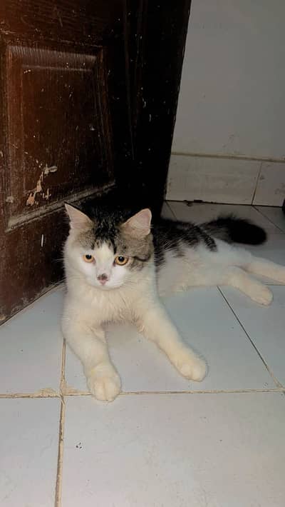 Bela cat