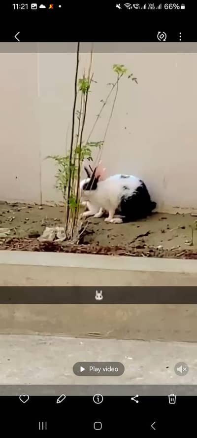 Beautiful Dutch Mix Rabbits Pair for Sale (Healthy and Active)