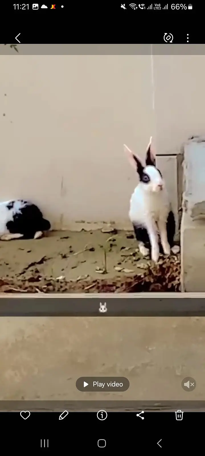 Beautiful Dutch Mix Rabbits Pair for Sale (Healthy and Active) — photo 2