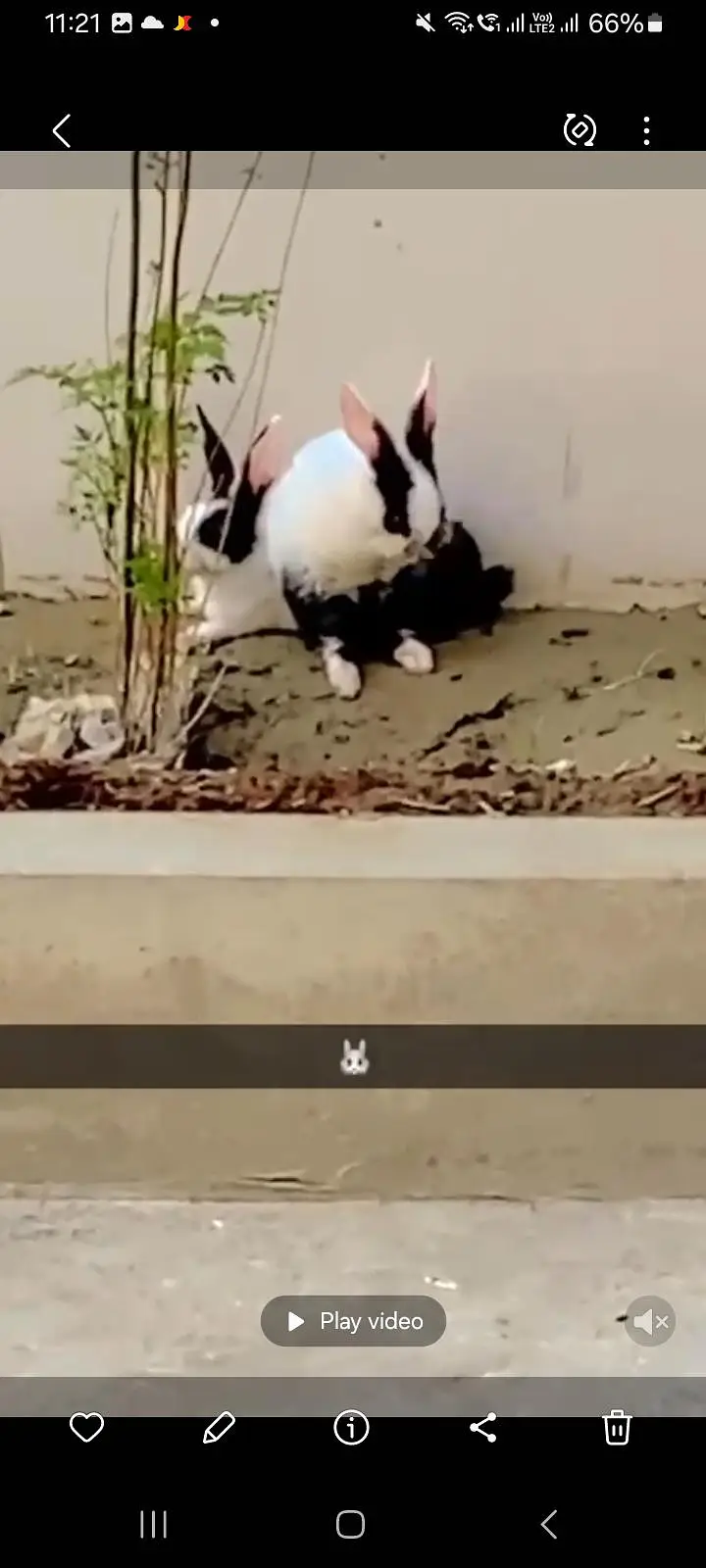Beautiful Dutch Mix Rabbits Pair for Sale (Healthy and Active) — photo 3