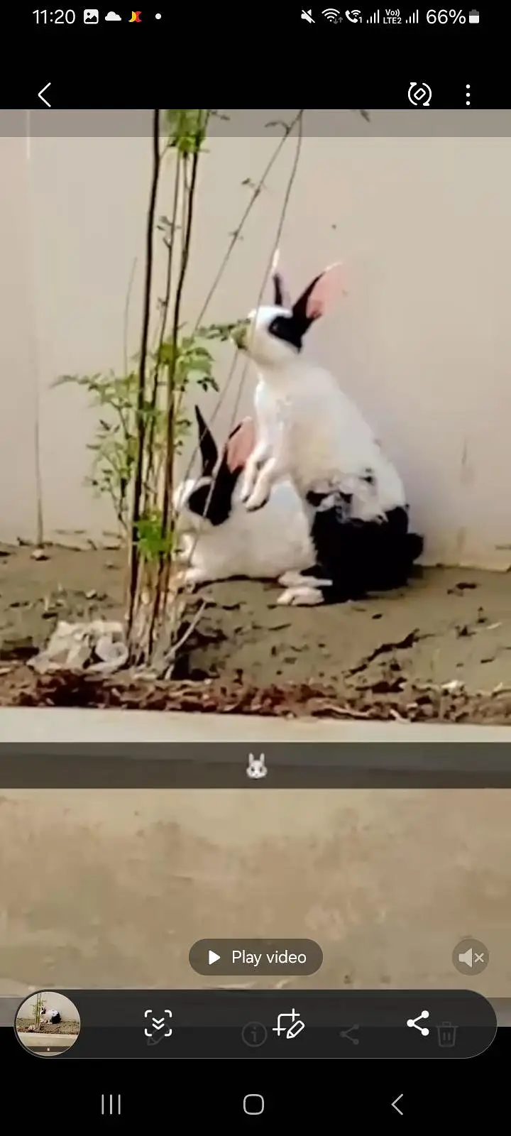 Beautiful Dutch Mix Rabbits Pair for Sale (Healthy and Active) — photo 4