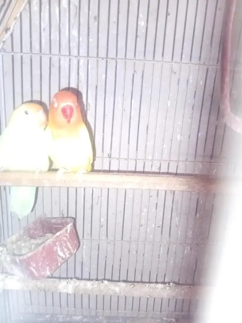 lovebird )cocktail)and all setup — photo 6