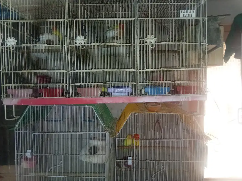 lovebird )cocktail)and all setup — photo 7