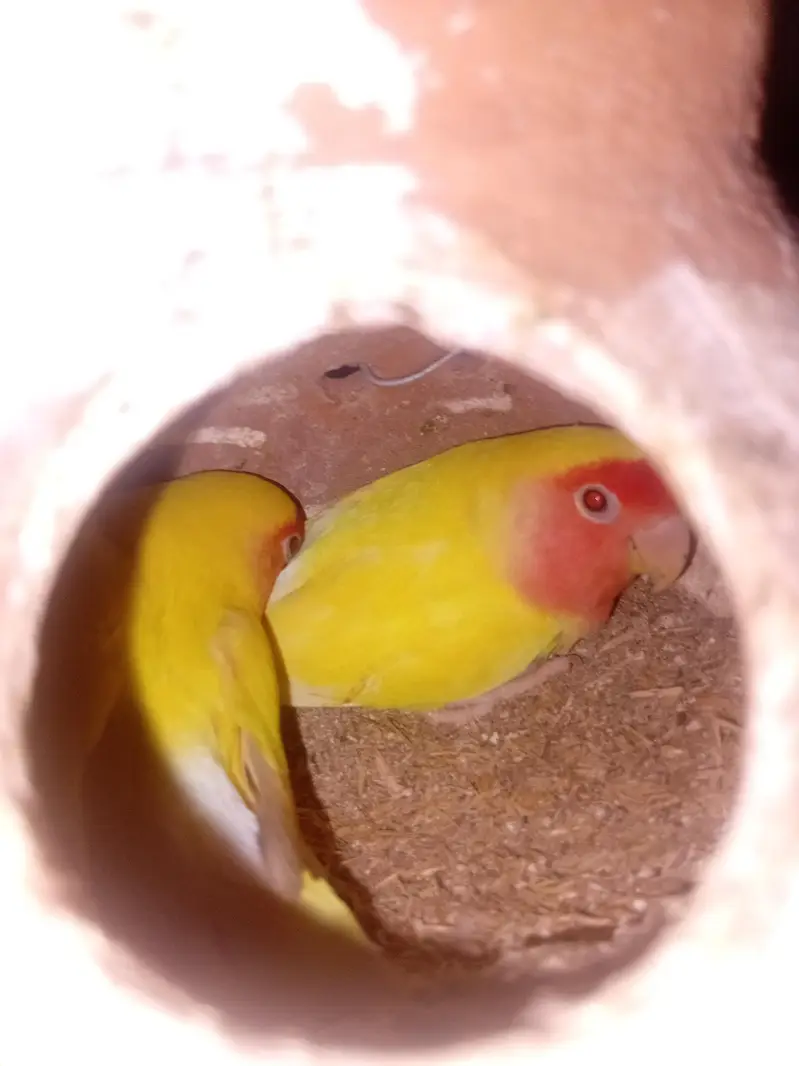 lovebird )cocktail)and all setup — photo 8