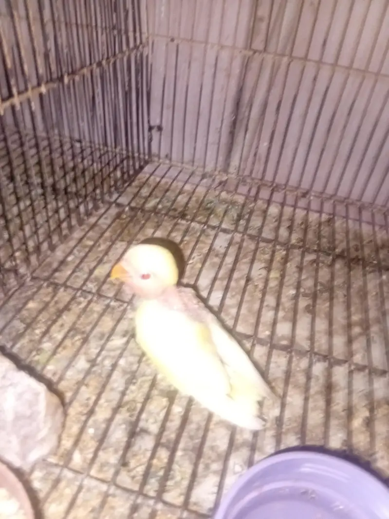 lovebird )cocktail)and all setup — photo 9