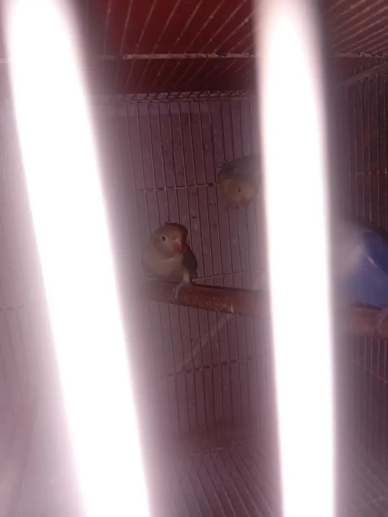 lovebird )cocktail)and all setup — photo 10