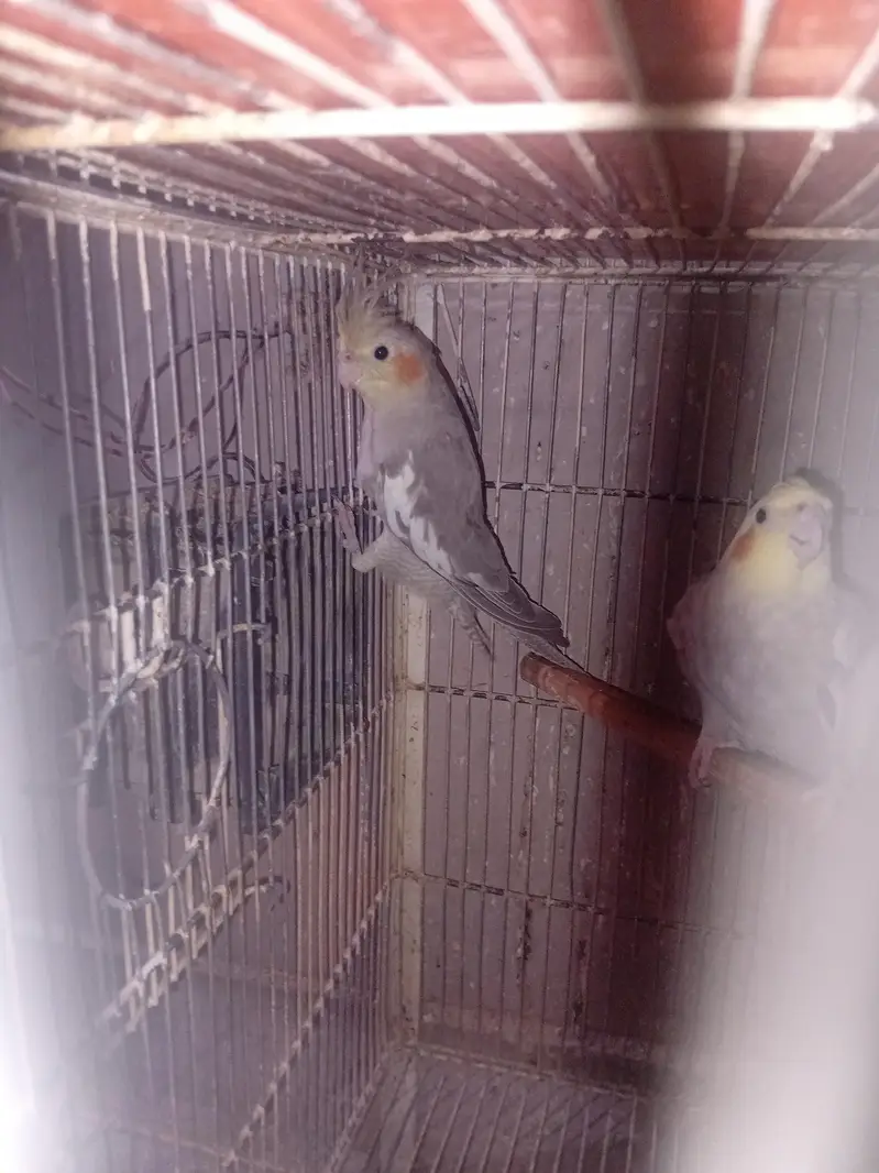 lovebird )cocktail)and all setup — photo 11