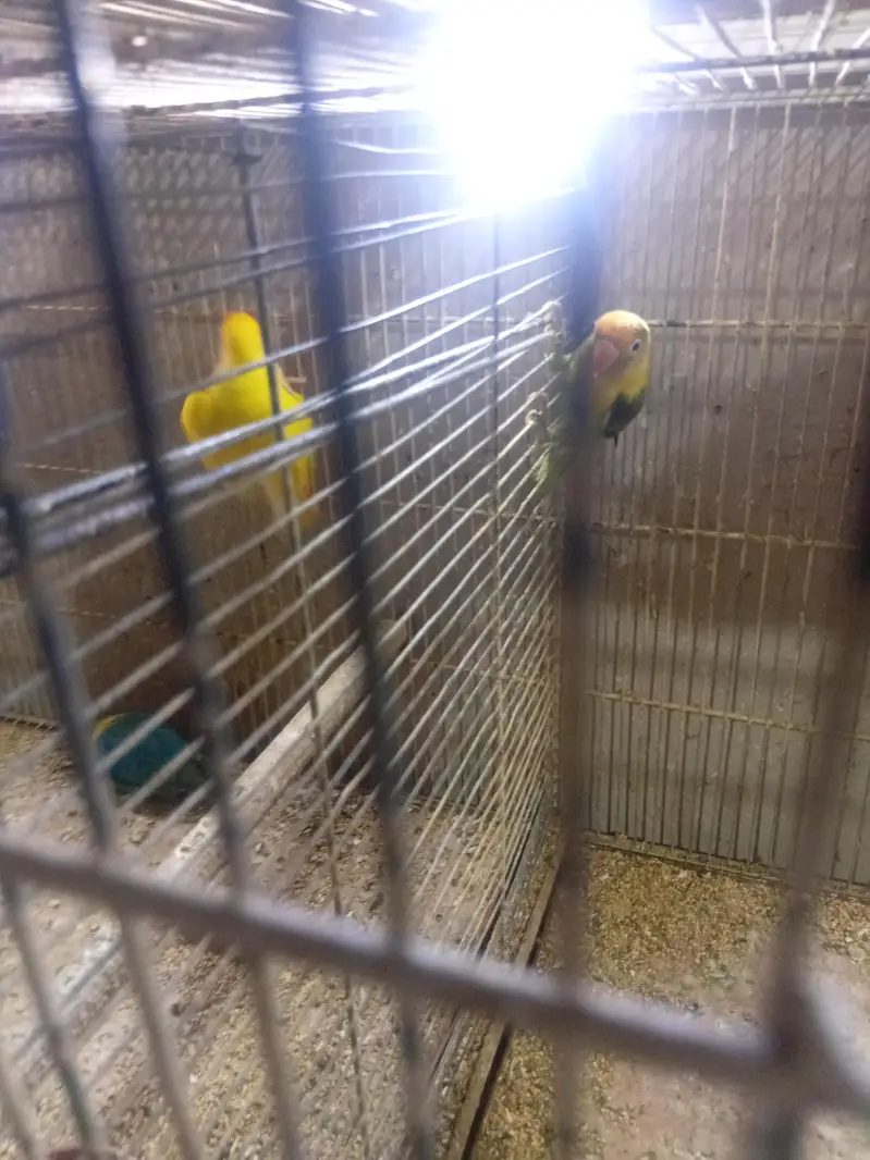 lovebird )cocktail)and all setup — photo 12