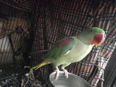 raw parrots