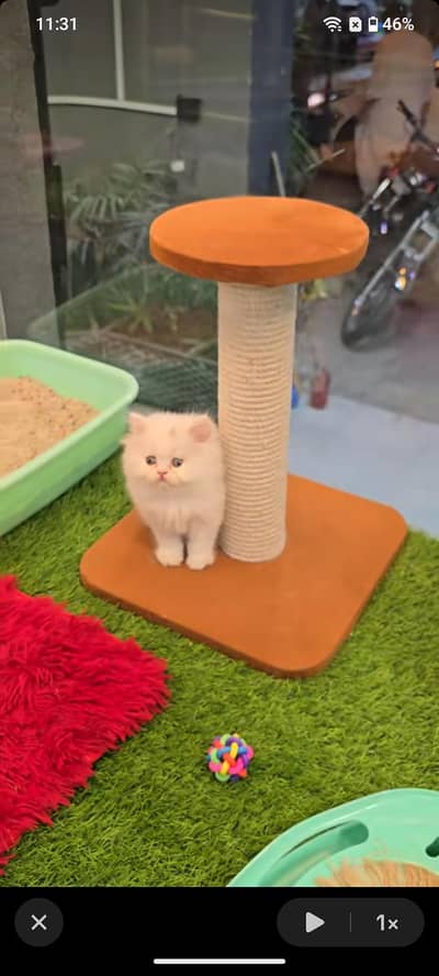 male cat white colour punch face