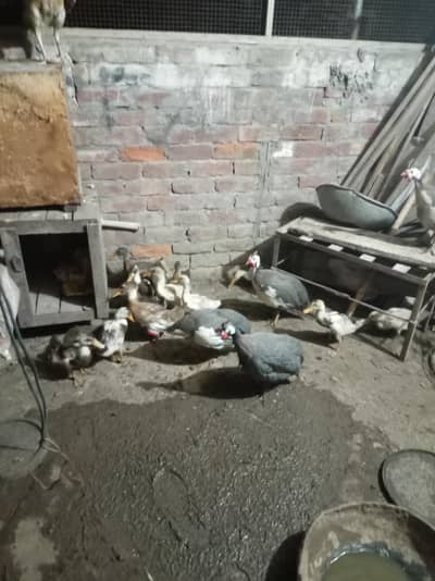 guina fowl and duck and aseel chiks