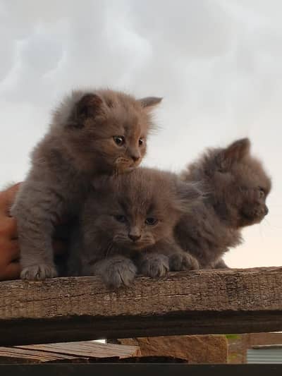 Persion cats is up for sale