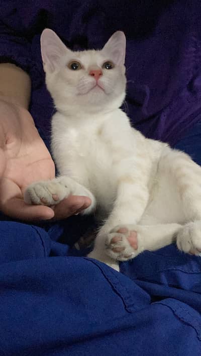 Kitten and for more details message me so i will give youu my number