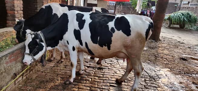 Jersey fresian cow