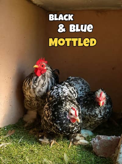Bantam Chicks (Top Quality)