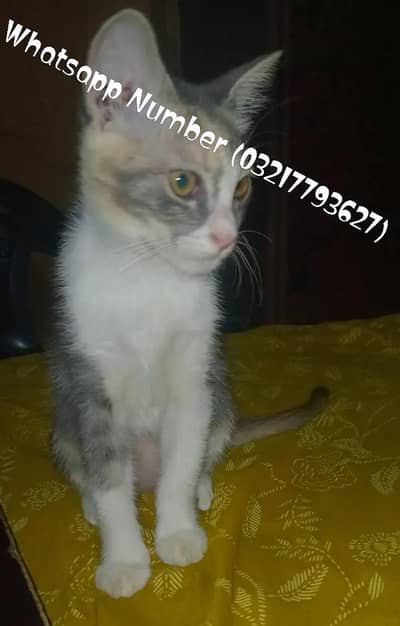 Female Cat