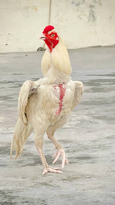 heera aseel for sale