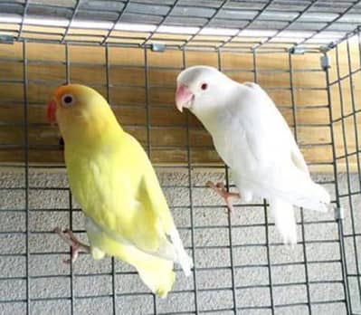 Beautiful Love Birds