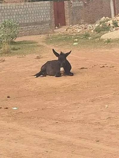 Black khoti full tinted brand new untouched