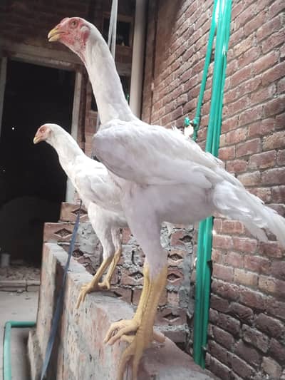 white shamoo