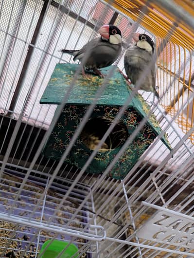 jawa finch