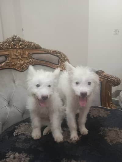 russian 1 pair of puppies