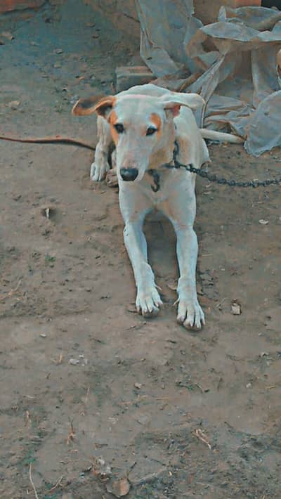 Gultair katta mix dog