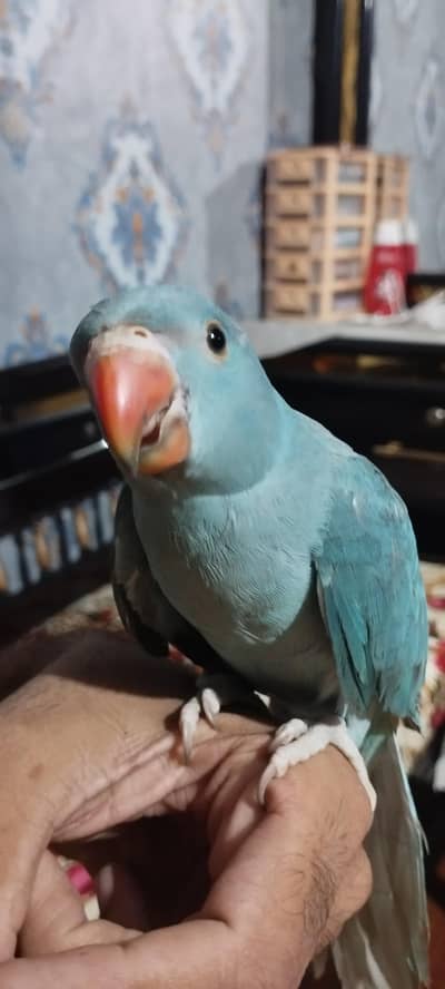 Hand tame blue parrot chick age 4 month all ok 03114116011