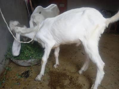 bakra for sale