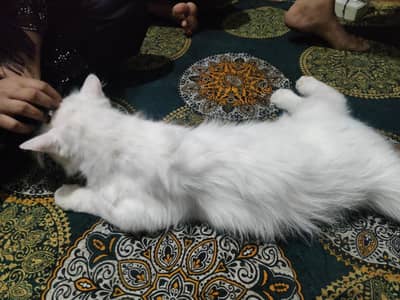 white parsion male