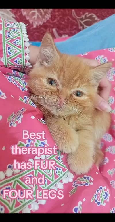 kitten searching new home