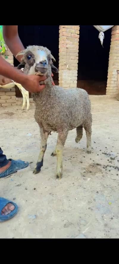 Male sheep