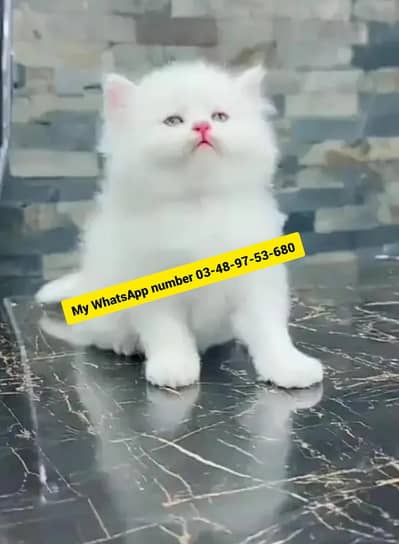 (person) cat. for)( sale)