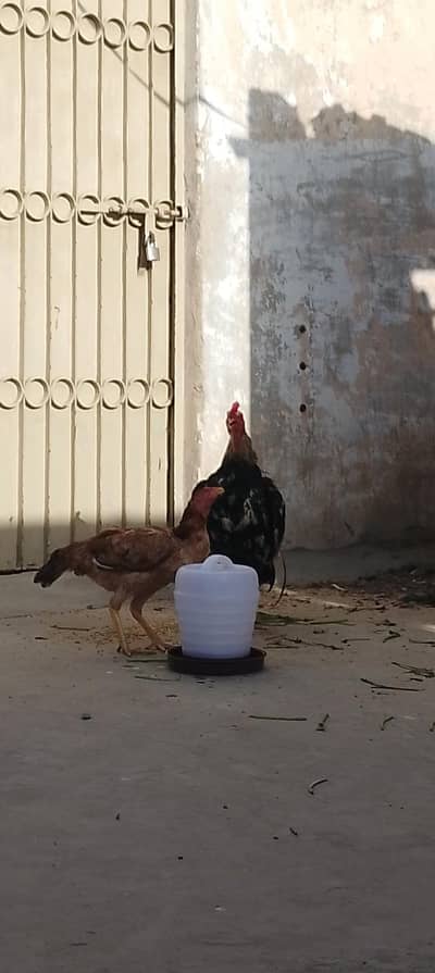 Aseel mianwali murgi