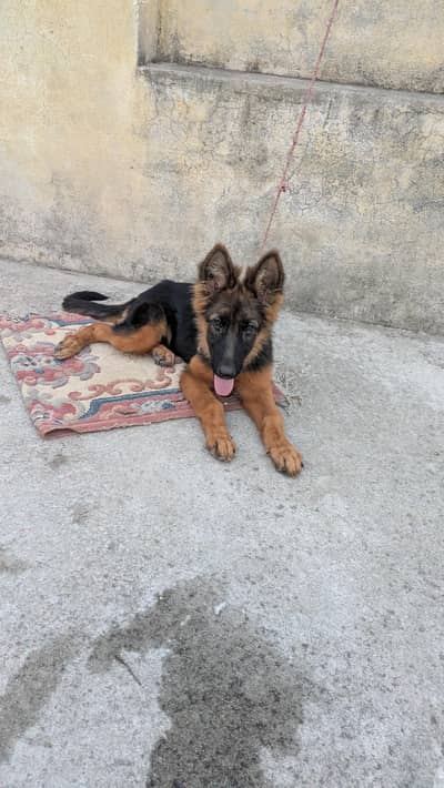 urgent sale