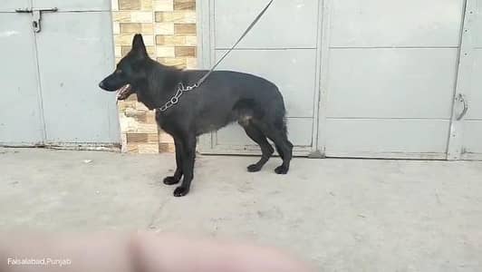 Garman shaft dog Pink padigree