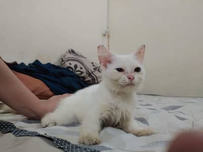 homebreed kittens