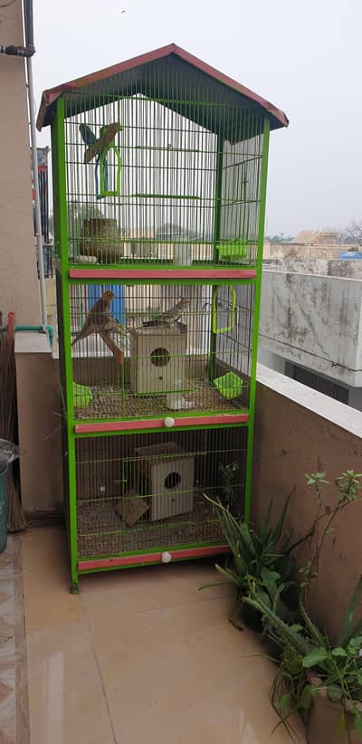 1 buggie 3 cocktails 2 female 1 male 3 portion cage good quality