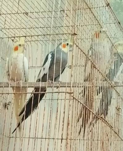 2 Cocktail Breeder Pair
