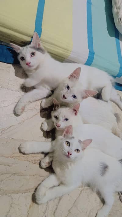 Kitna