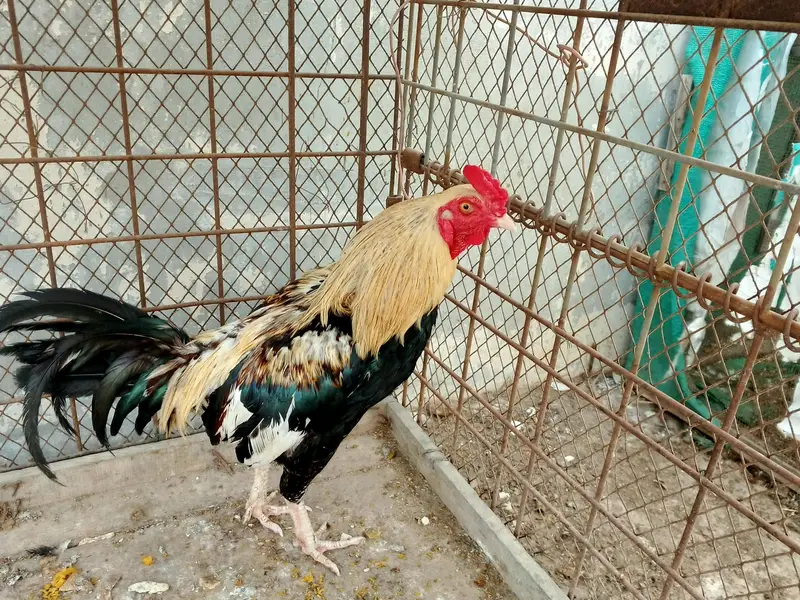 Aseel murga — photo 2