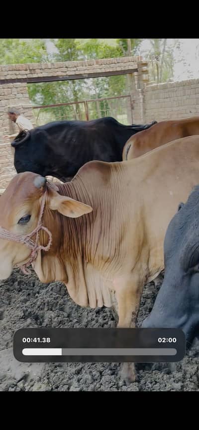 Bulls 37 for sale