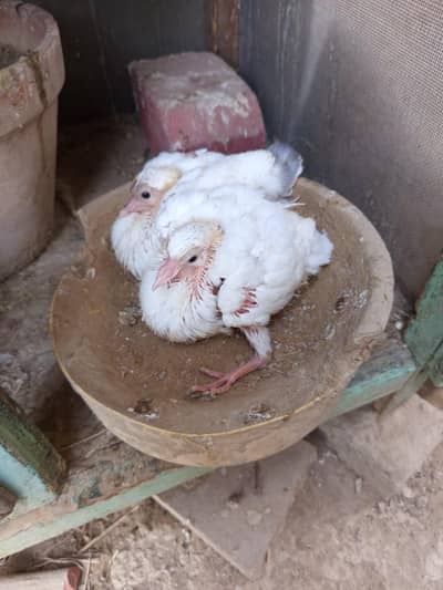 king pigeon