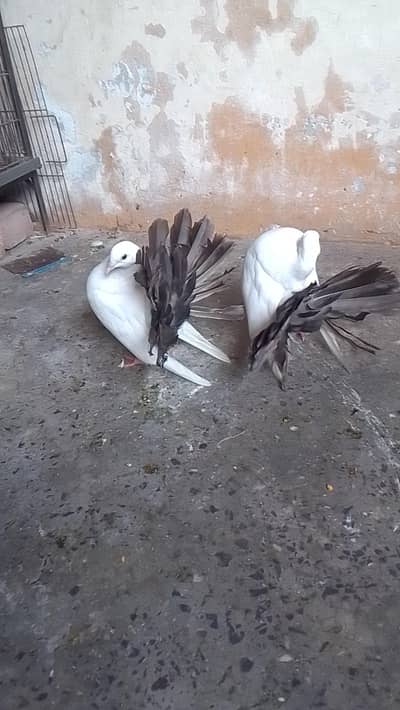 pair for sell  read add fast 0312/496/21/95
