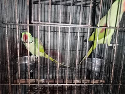 Raw pair For sale