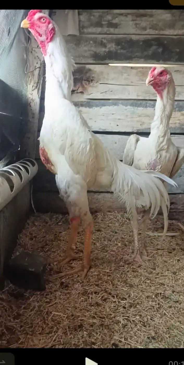 Pure Shamo Chicks 1 Month & 1 Pattha 4.5 Months for Sale